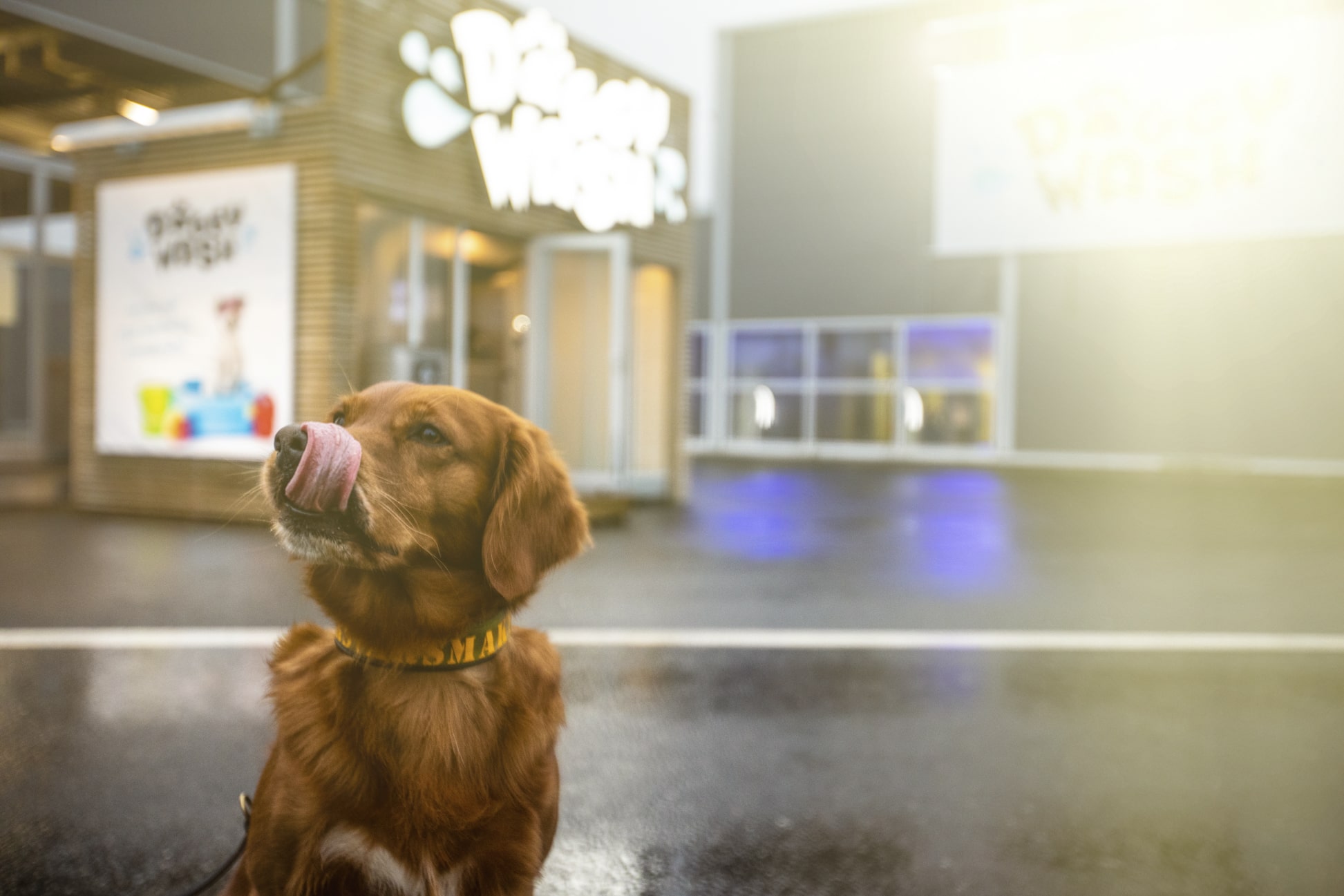 Doggy Wash Reklambilder