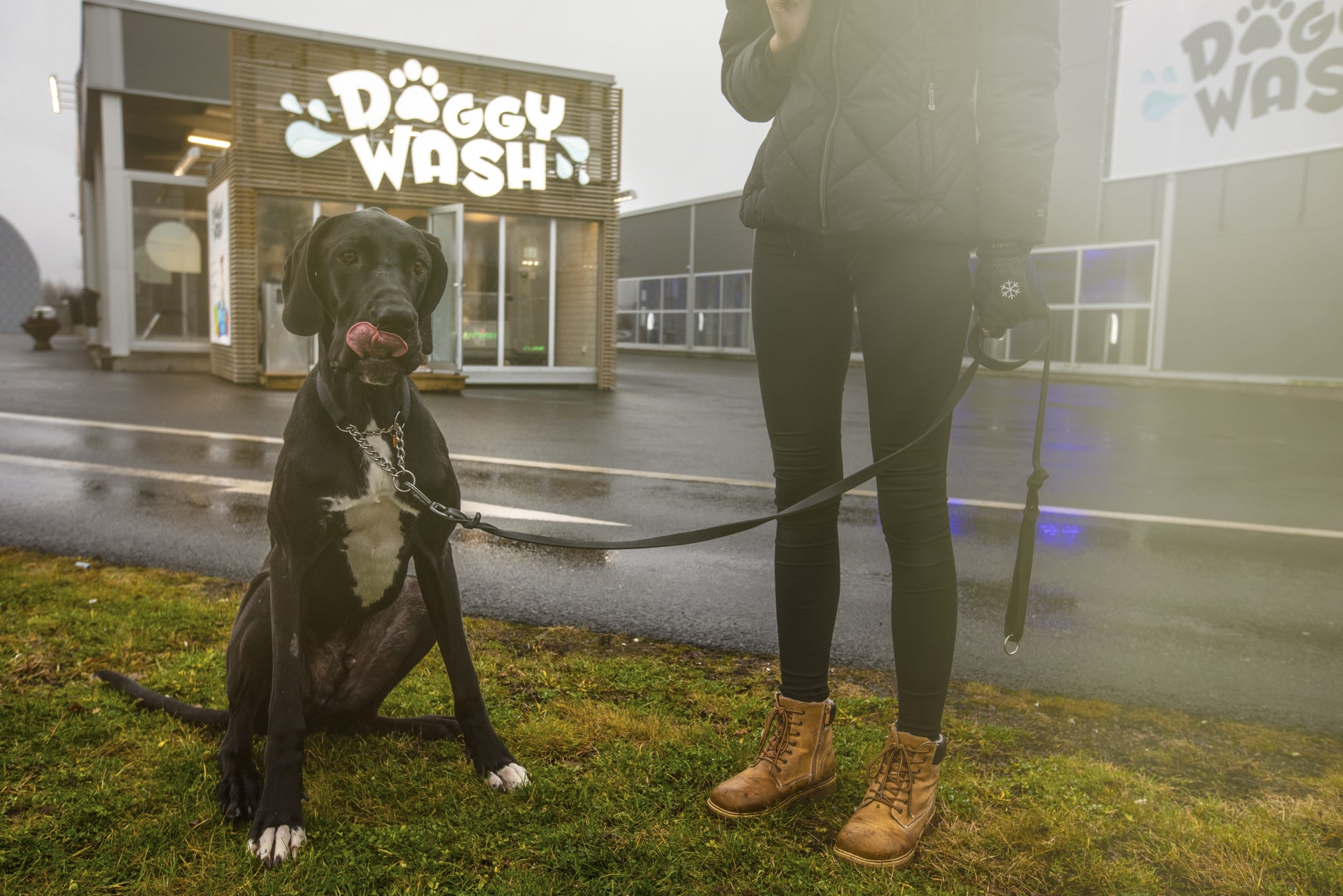 Doggy Wash Reklambilder
