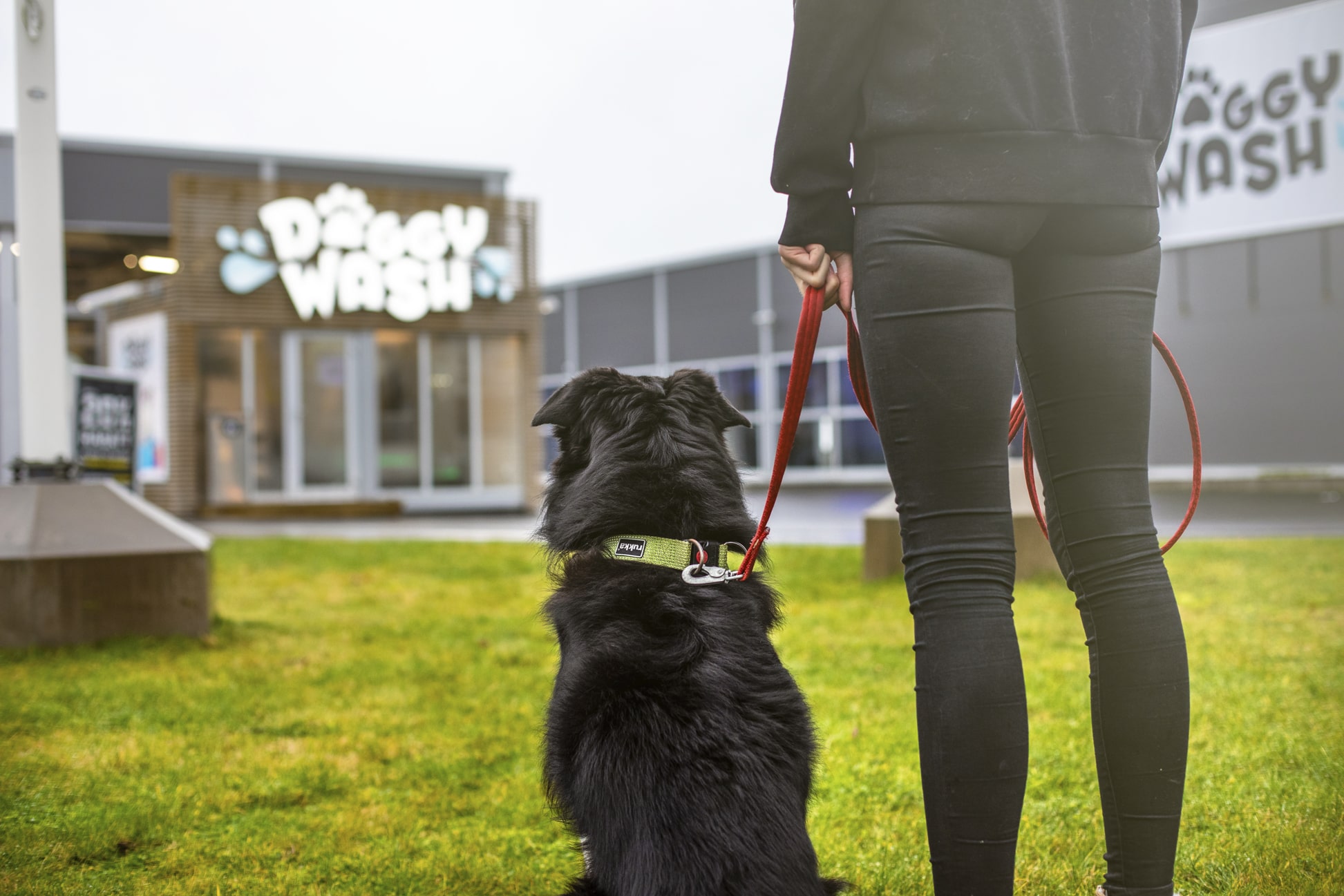 Doggy Wash Reklambilder