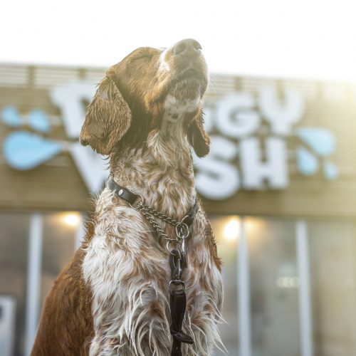 Doggy Wash Reklambilder