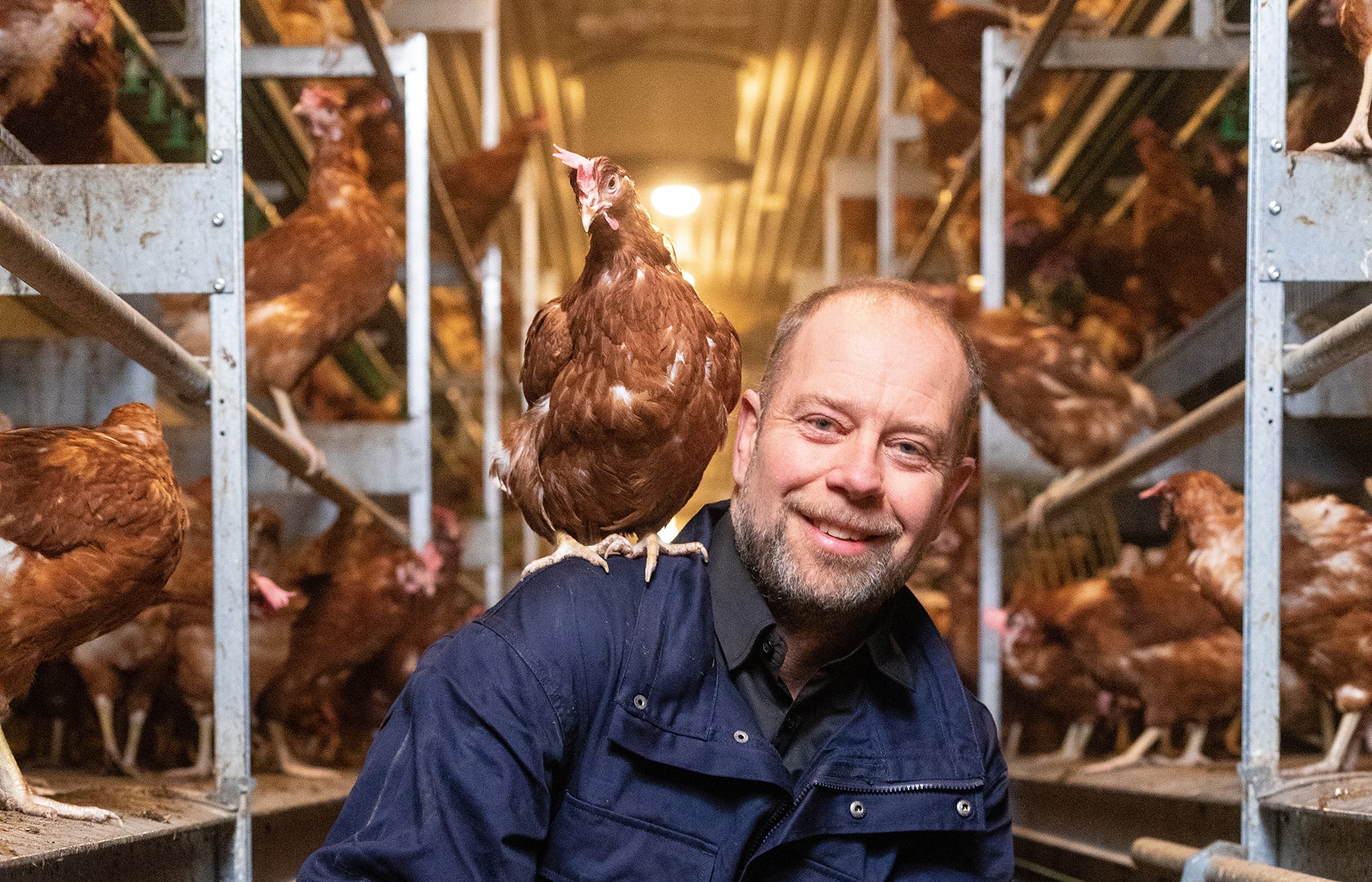 Asketorps Gård Äggproduktion